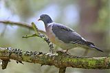 Common Wood-Pigeonborder=